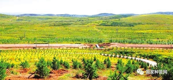 150亩资料下载-北京将启动新一轮百万亩造林绿化工程