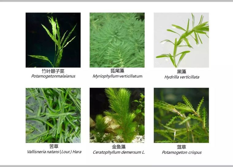 河道景观方案设计全流程详解（超多知识点）附：河道景观相关资料_47