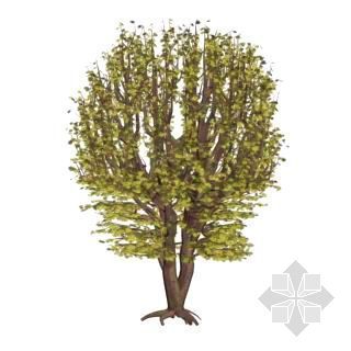 秋天3D材质下载资料下载-秋天的树3