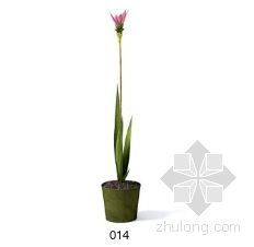亚马逊植物星球西雅图资料下载-植物