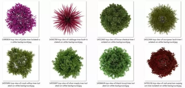 植物平面图高清素材资料下载-高清平面植物