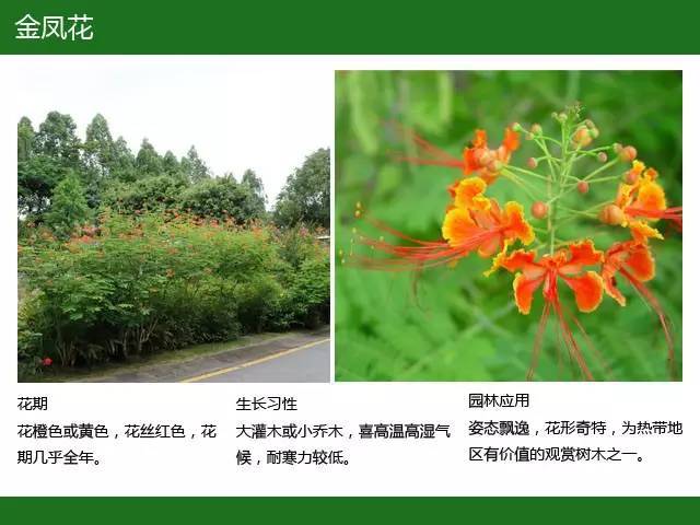 全国七大片区，常用开花植物集锦（上）_32