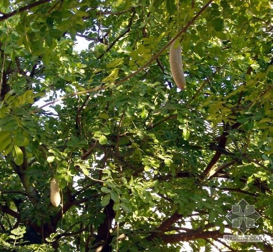 瓜达拉哈拉住宅设计资料下载-吊瓜树