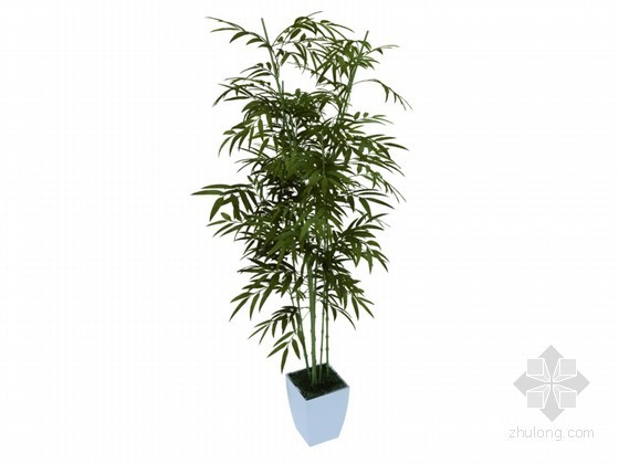 竹子植物SU模型资料下载-盆栽竹子3D模型下载