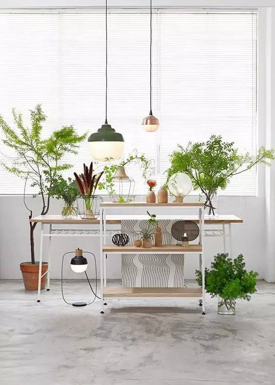 风水书桌摆放资料下载-植物能让你的家“活”起来，可是你选对了吗？
