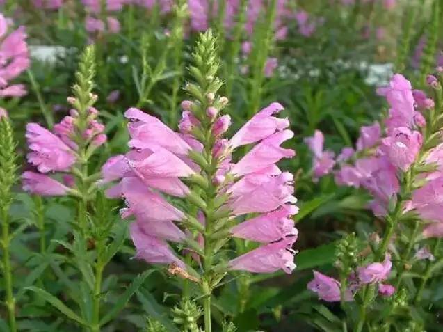 美国滨水植物资料下载-花境设计不用愁，国内60种热门花境植物汇总。