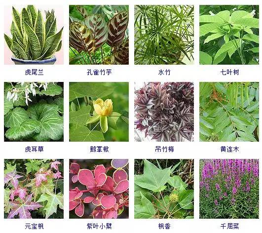 热带植物图片及名称图片