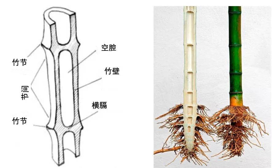 竹子形成层图片