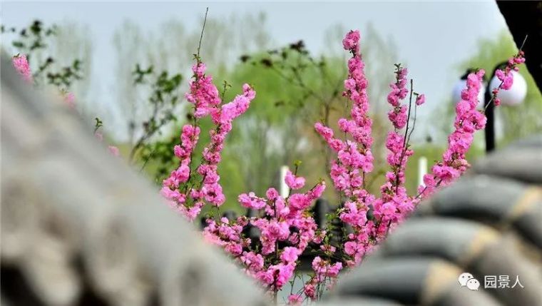 植物SU素材资料下载-春之特色园林植物 · 华南特辑