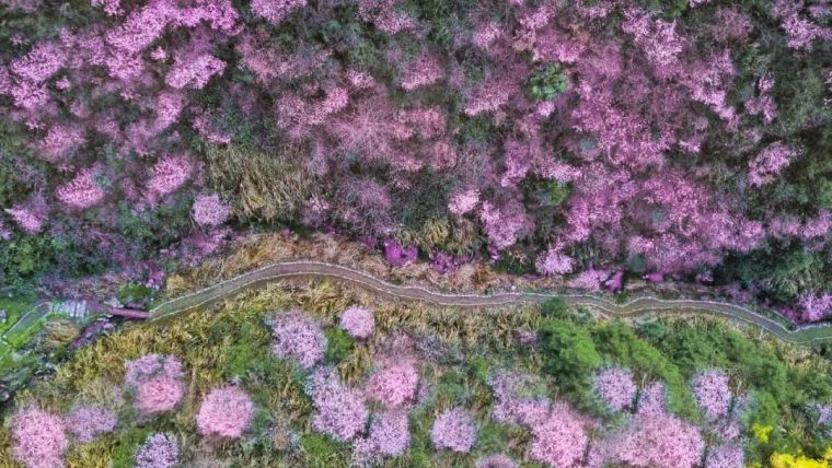 杭州单身大叔包下一座山谷，花1200万造民宿，成为樱花季最美去处_10