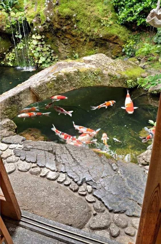 拥一庭院，养一池鱼，乐哉美哉_11