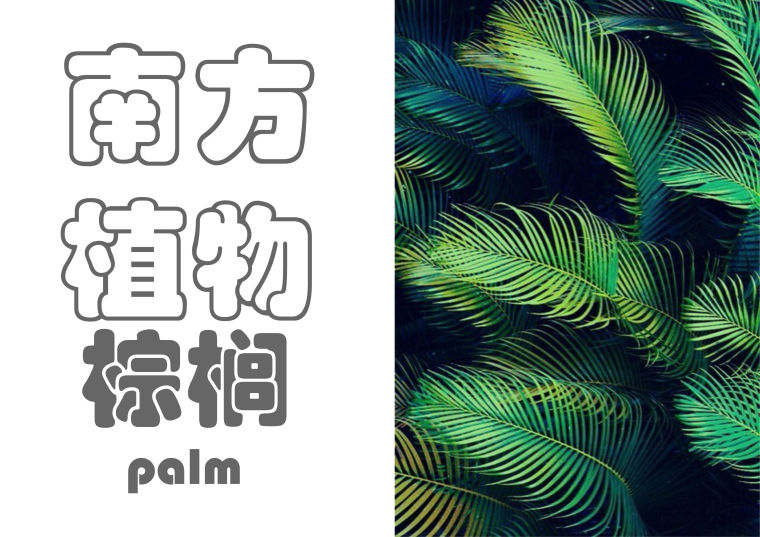 北京园林常见植物资料下载-[植物总结]南方常见植物-棕榈类