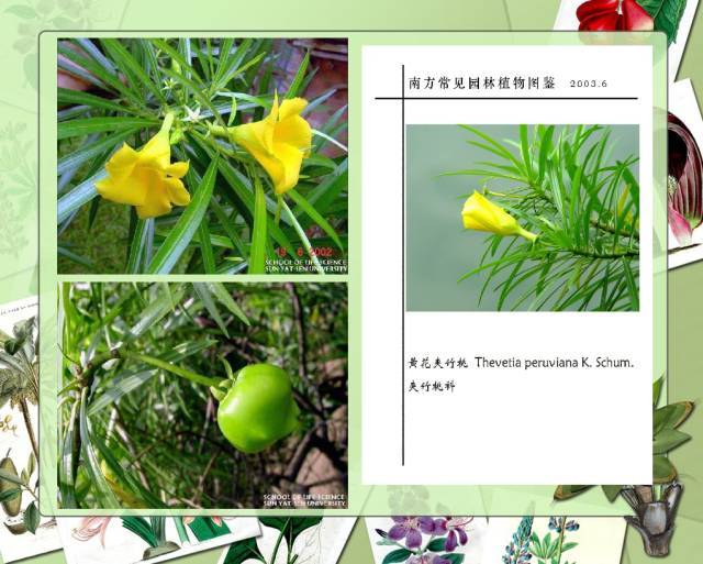 植物设计师必备：100种常见园林植物图鉴_139