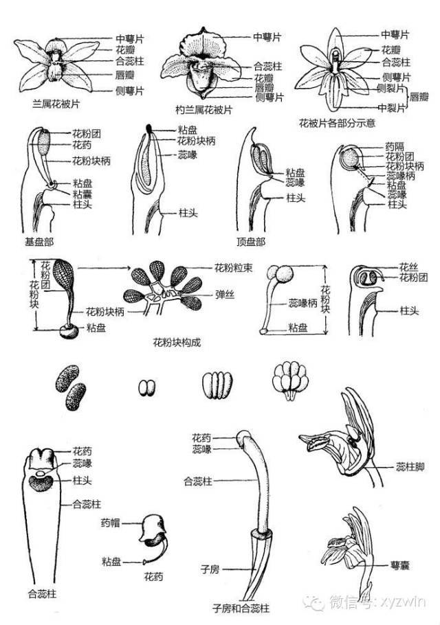 图解植物形态术语_27