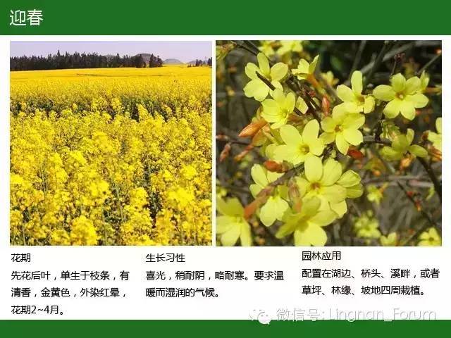 全国七大片区，常用开花植物集锦（上）_118