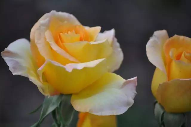 8年时间，他收集了20多国的400万朵玫瑰，送妻子一座最美私家花园_13