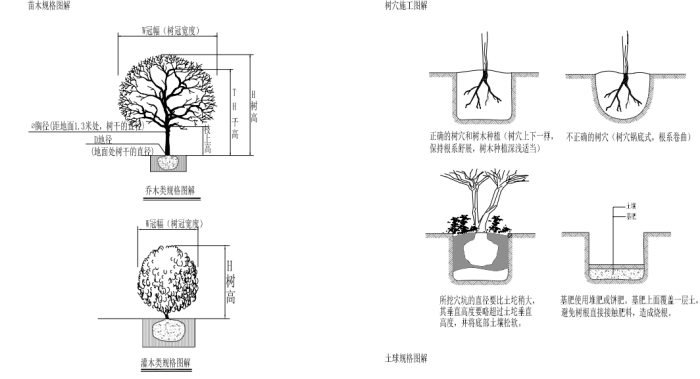 道路景观绿化及排水施工方案-苗木规格图