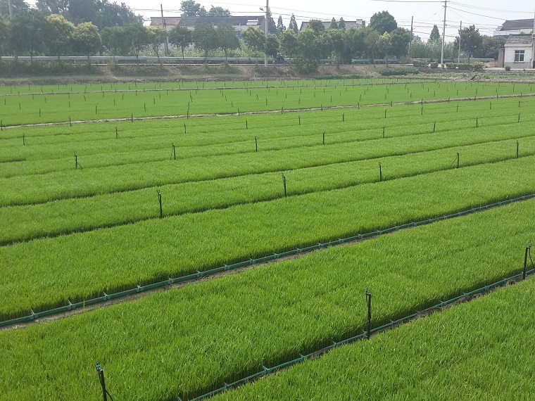 农田水利渠道设计图集资料下载-小型农田水利节水灌溉施工组织设计方案word版（共61页）