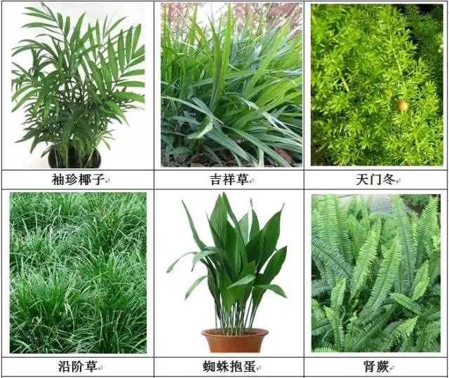 [垂直绿化]能上墙植物大全！-640.webp (10).jpg