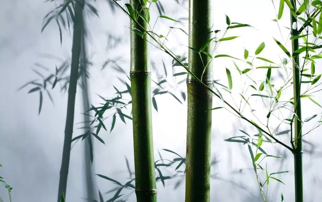 清高简朴的竹子图片