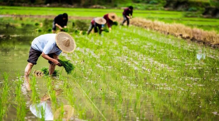 乡村民宿景观设计|要点_14