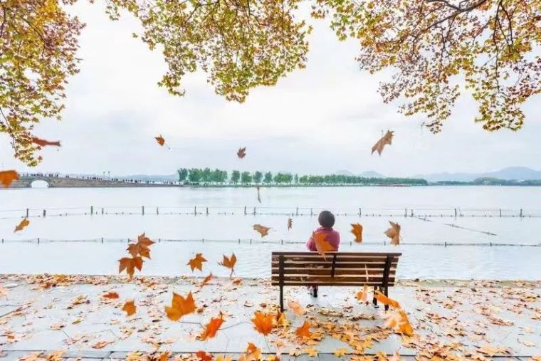 杭州西湖景区资料下载-“秋叶不扫”的杭州15条景观道路