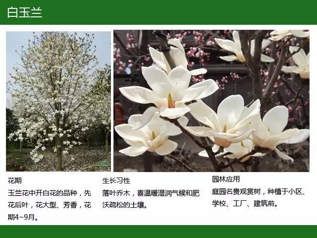 全国七大片区，常用开花植物集锦（上）_2