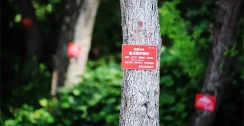 工地易燃易爆物品管理措施资料下载-绿色施工标准（五）易燃易爆物品管理、树木与文物保护