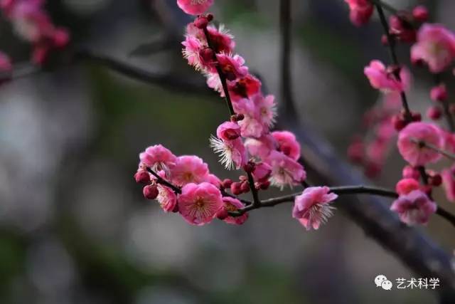 竹子护宅，香椿辟邪，植物风水知多少？_17