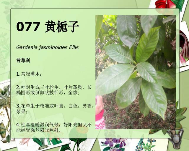 植物设计师必备：100种常见园林植物图鉴_140