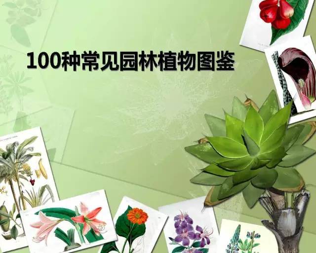 植物设计师必备：100种常见园林植物图鉴_2