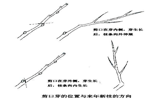 园林养护管理的精华都在这里（必收藏）_14