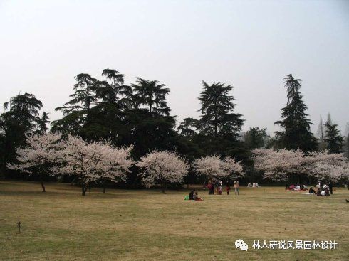 经典植物案例分析-----致需要补充植物知识的你_4