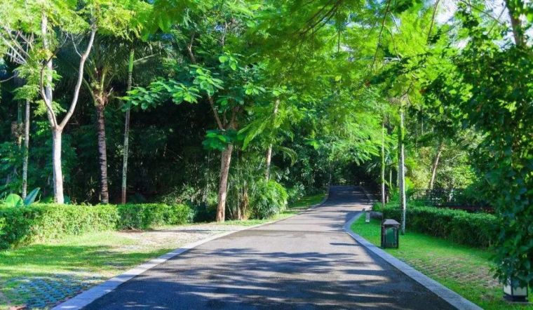 商业空间植物种植资料下载-道路绿化中，城市干道植物应怎样配置？