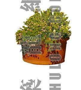 PSD室内盆栽资料下载-盆栽 340