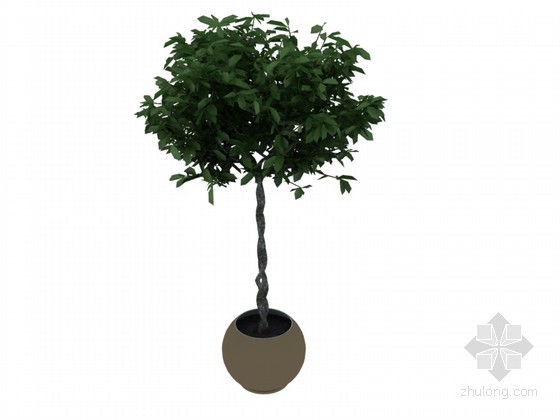 竹子盆栽SU模型资料下载-茂盛盆栽3D模型下载