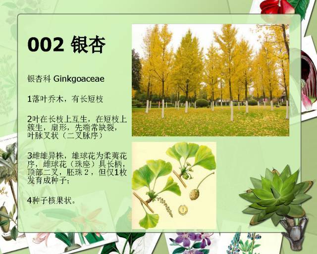 植物设计师必备：100种常见园林植物图鉴_5