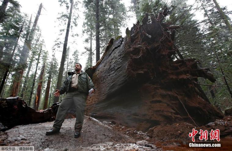 美国加州电力市场资料下载-美国加州巨型红杉被暴风雨刮倒 曾为著名活体隧道