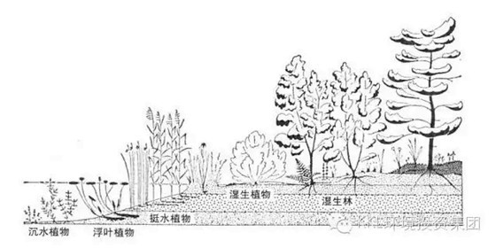 生态河道修复工程—河岸带生态修复技术-22.webp_副本.jpg