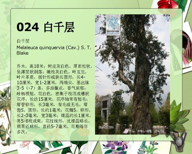 植物设计师必备：100种常见园林植物图鉴_44