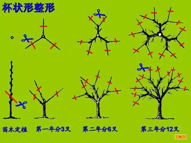 史上最全树木修剪图解（太全了）_25