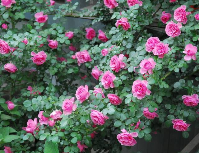 花开一面墙，花落一路香，一棵爬藤植物的花海_8