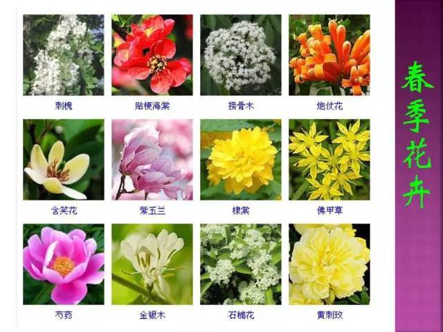 面试，对方问我植物认识几种？_10