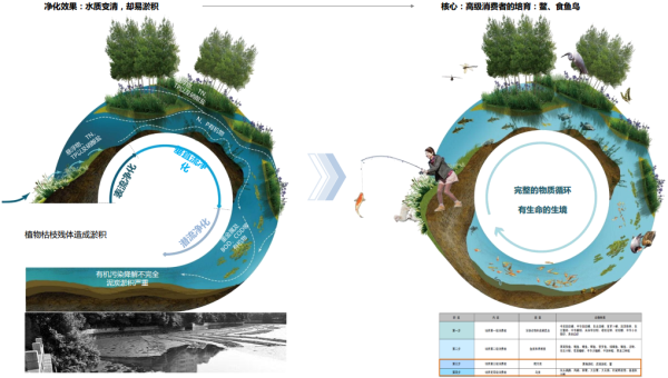 [安徽]滨湖生态海绵城市河道景观设计方案（知名公司设计）-建立多级水质净化系统