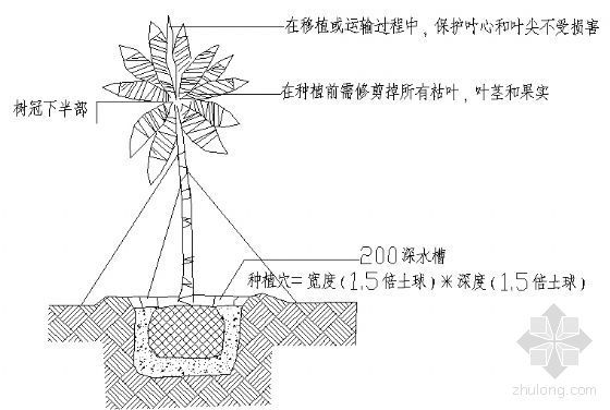 树木支架详图资料下载-标准棕榈种植详图