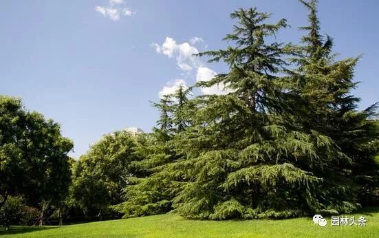 松树景观资料下载-如何提高松树的移栽成活率？