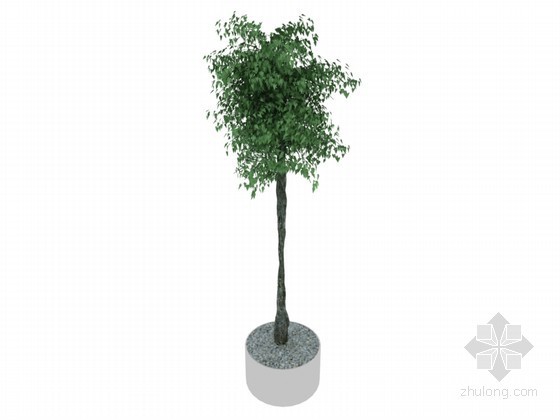 竹子盆栽SU模型资料下载-盆栽绿树3D模型下载