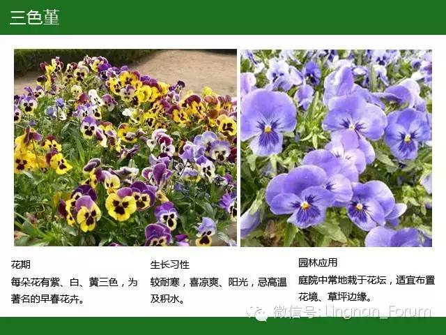 全国七大片区，常用开花植物集锦（上）_144