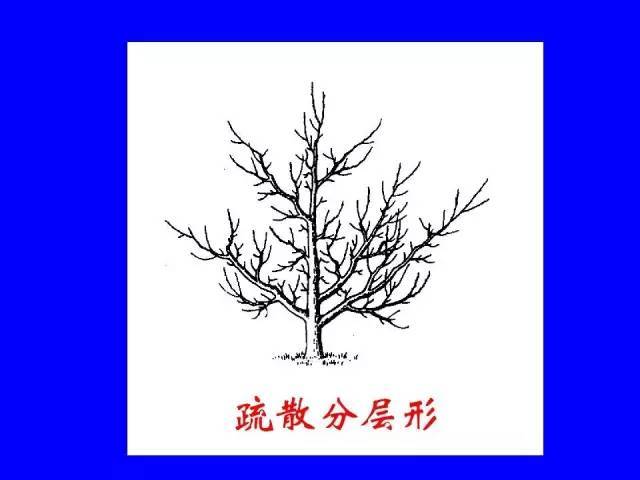 史上最全树木修剪图解（太全了）_22