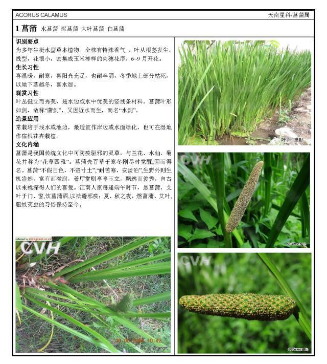 16种园林常用水生植物分类_3